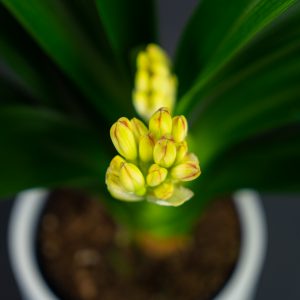 clivia-klivia-orange