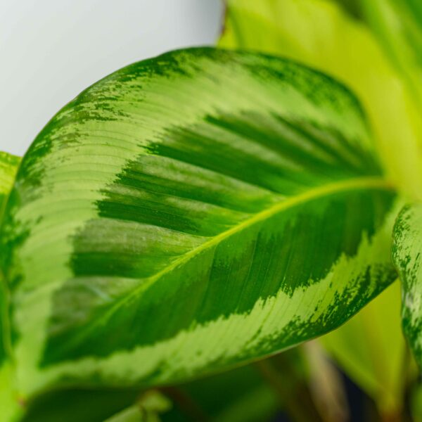 calathea-gecko