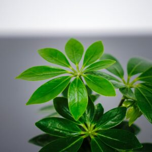 schefflera-arboricola