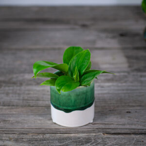 philodendron-imperial-green-baby