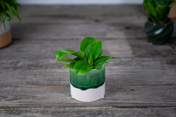 philodendron-imperial-green-baby