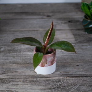 philodendron-imperial-red-baby
