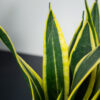 sansevieria-trifasciata-black-gold