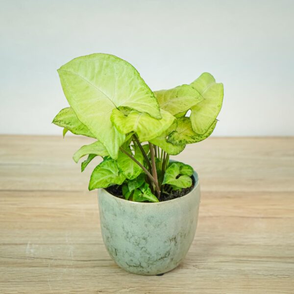 syngonium-white-butterfly