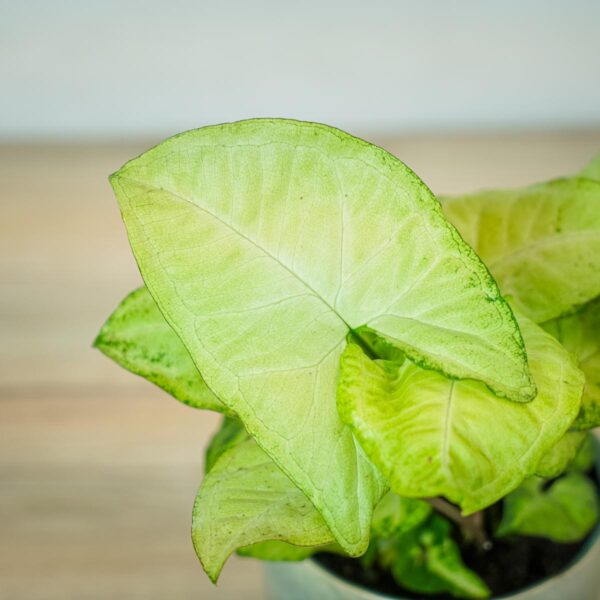 syngonium-white-butterfly