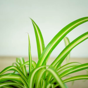 zielistka-chlorophytum-comosum-variegatum