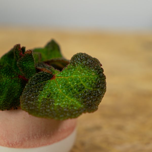 begonia-soli-mutata-baby