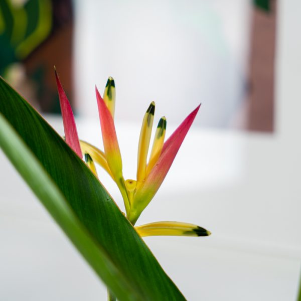 heliconia-psittacorum-hawaii