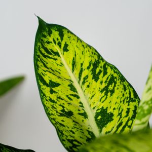 diffenbachia-sublime