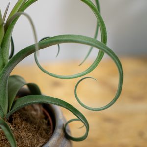 tillandsia-curly-slim-oplatwa