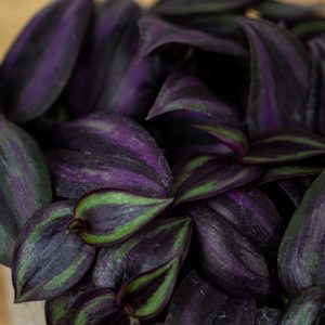 trzykrotka-zebra-purpurowa-tradescantia-zebrina-purpusii