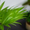 liwistona-okraglolistna-livistona-rotundifolia