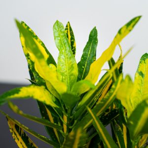 codiaeum-sunny-star-kroton