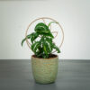 syngonium-wendlandii