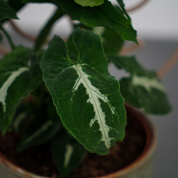 syngonium-wendlandii