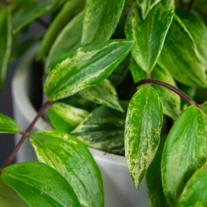 eszynantus-variegata-aeschynanthus