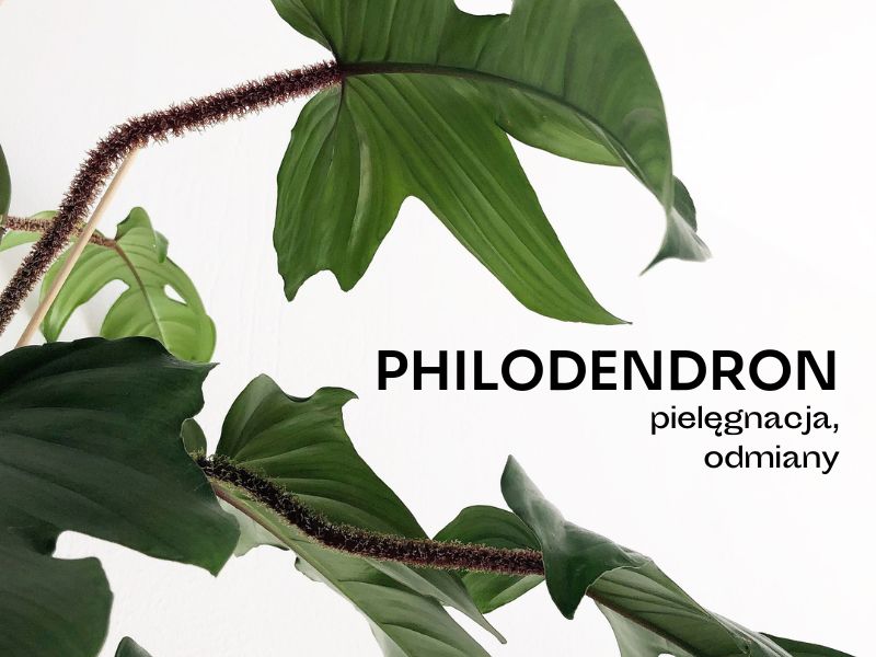 Philodendron - jak dba o te efektowne roliny? - Maa Szklarnia