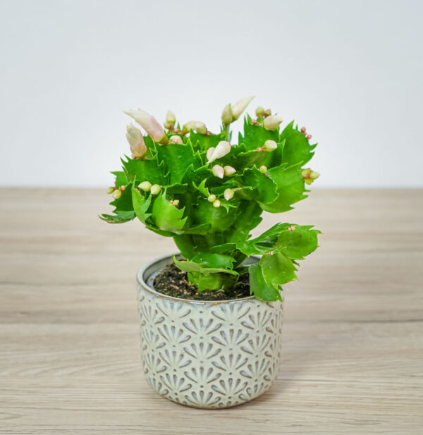 kaktus-bozego-narodzenia-grudnik-bialy-schlumbergera