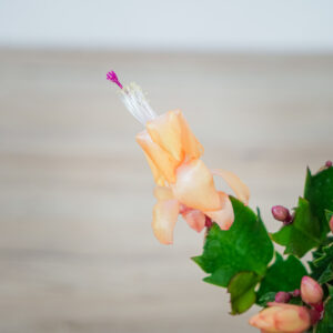 kaktus-bozego-narodzenia-grudnik-pomaranczowy-schlumbergera