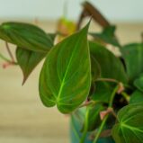 philodendron-micans (3)