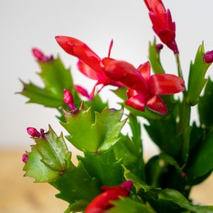 kaktus-bozego-narodzenia-grudnik-czerwony-schlumbergera