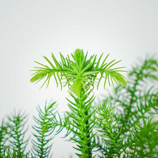 araukaria-wyniosla-araucaria-heterophylla