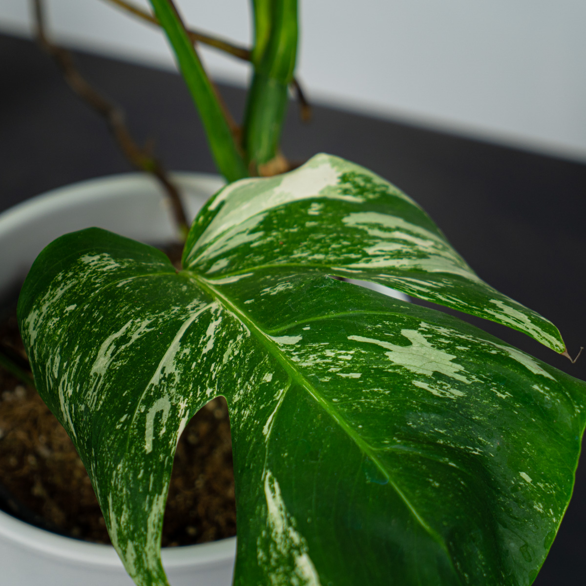 Monstera Deliciosa Variegata For Sale