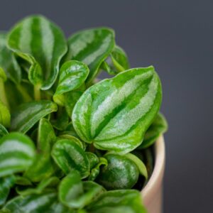 peperomia-verschaffeltii-mini-watermelon-baby