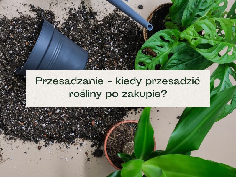Czy przesadza kwiaty po zakupie?