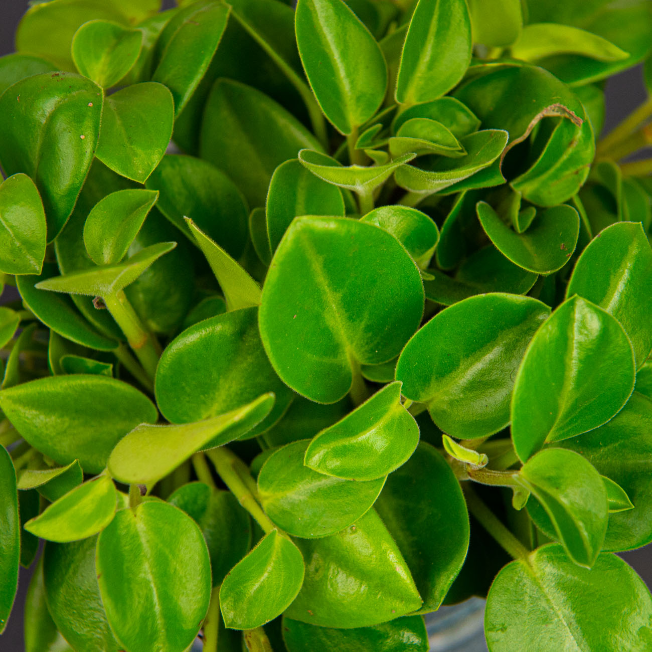 Peperomia pixie - Mała Szklarnia