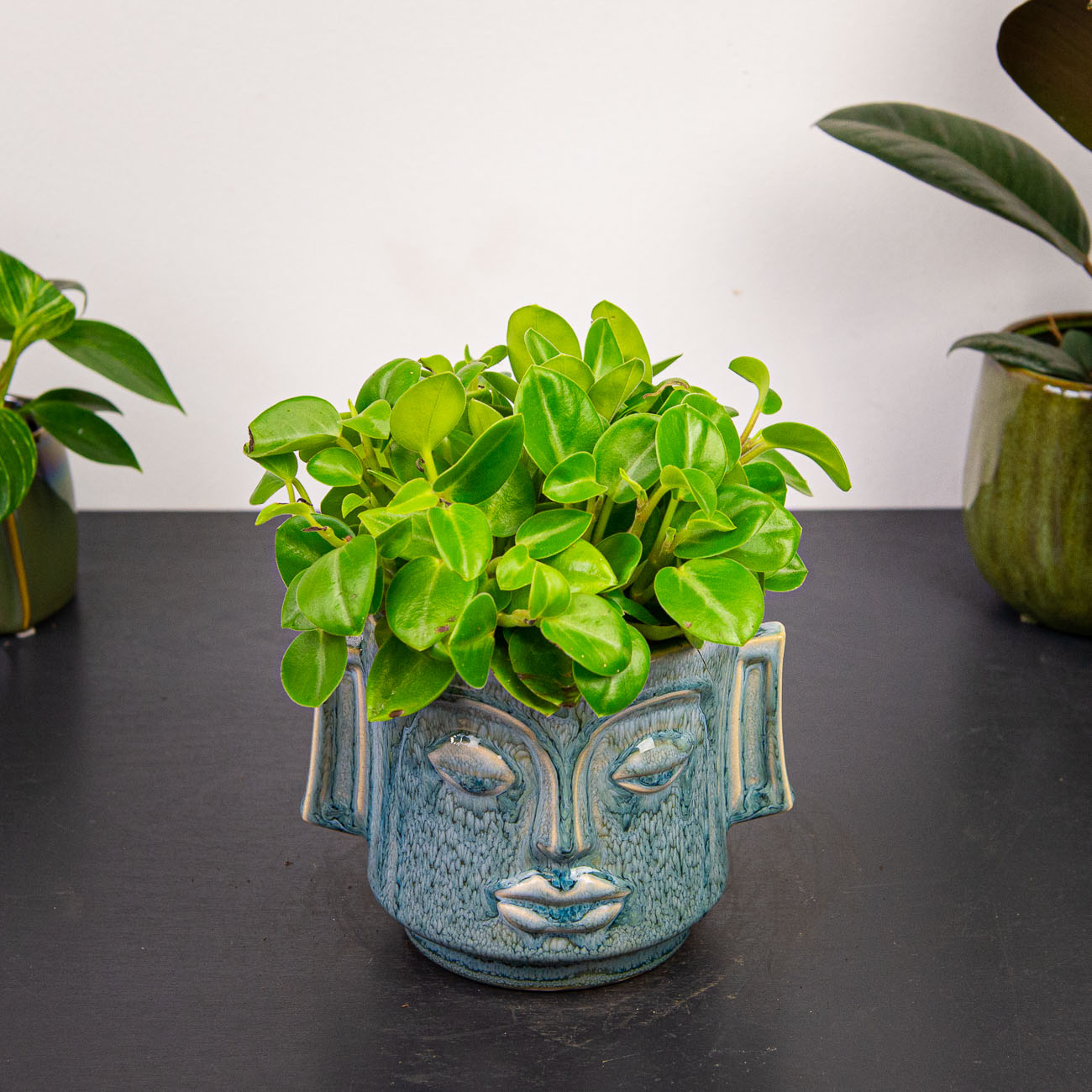 Peperomia pixie - Sklep z roślinami Mała Szklarnia
