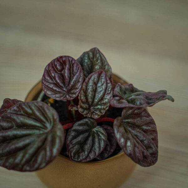 peperomia-red-luna-baby