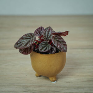 peperomia-red-luna-baby