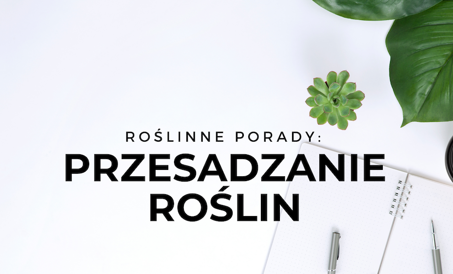 przesadzanie-roślin