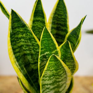 sansevieria-superba