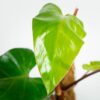philodendron-red-emerald-na-paliku