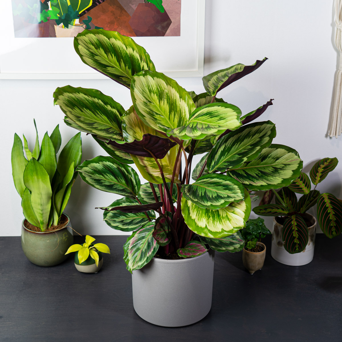 Calathea medallion v2 (new hybrid) - Sklep z roślinami Mała Szklarnia