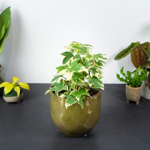 растения для офиса фацобивы-лызянски--фатшедера