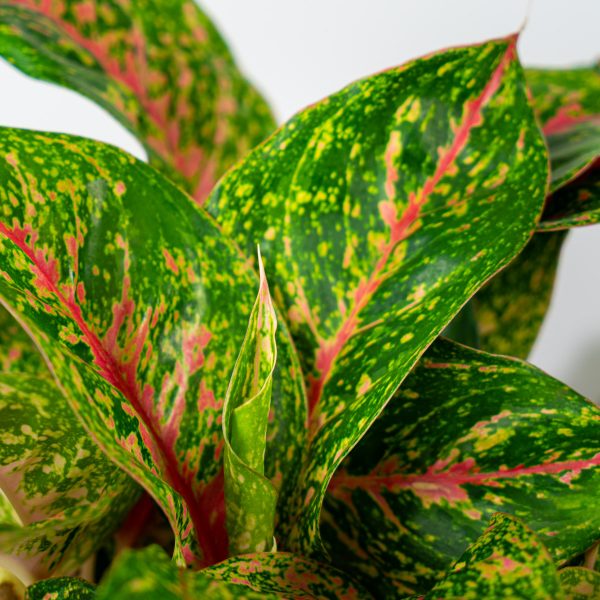 aglaonema-mart-sip-karat aglaonema-mart-sip-karat