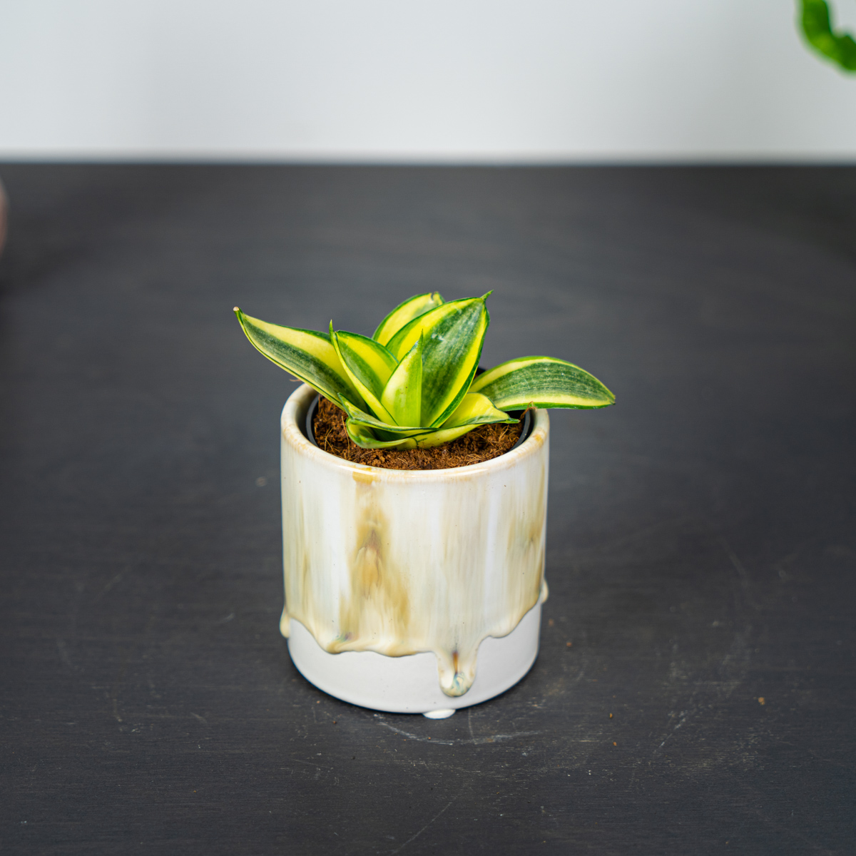 Sansevieria Golden Hahnii - Bogenhanf Zimmerpflanze Pflegeleicht