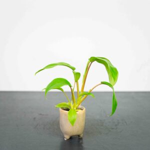 philodendron-ceylon-green-baby