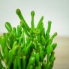 crassula-ovata-gollum-grubosz