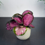calathea-roseopicta-rosy