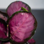 calathea-roseopicta-rosy