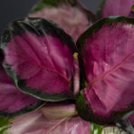 calathea-roseopicta-rosy