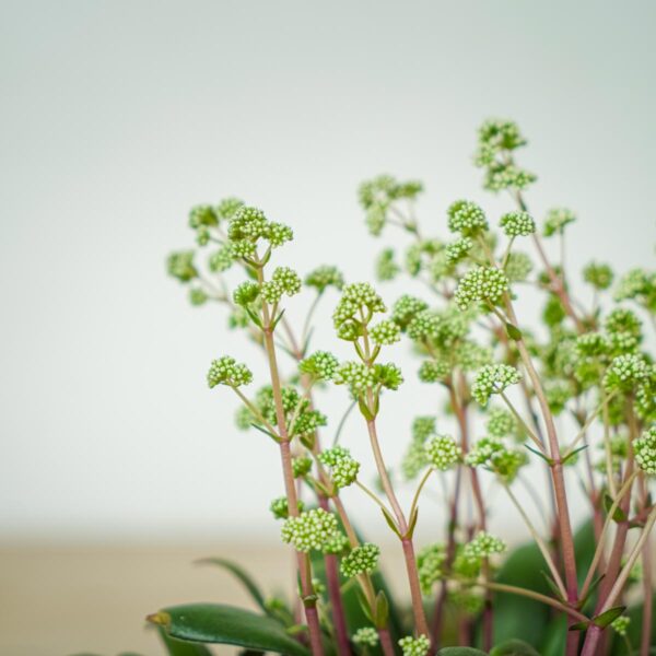 crassula-orbicularis-rosularis