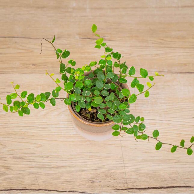 ficus-pumila ficus-pumila