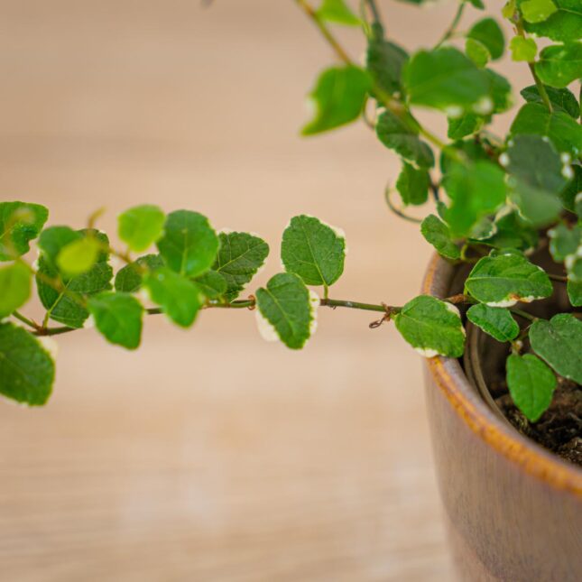 ficus-pumila ficus-pumila