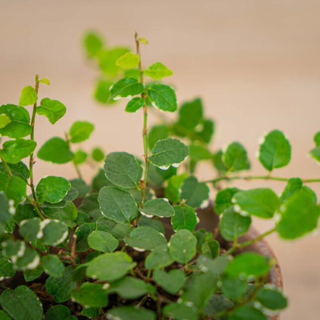 ficus-pumila ficus-pumila