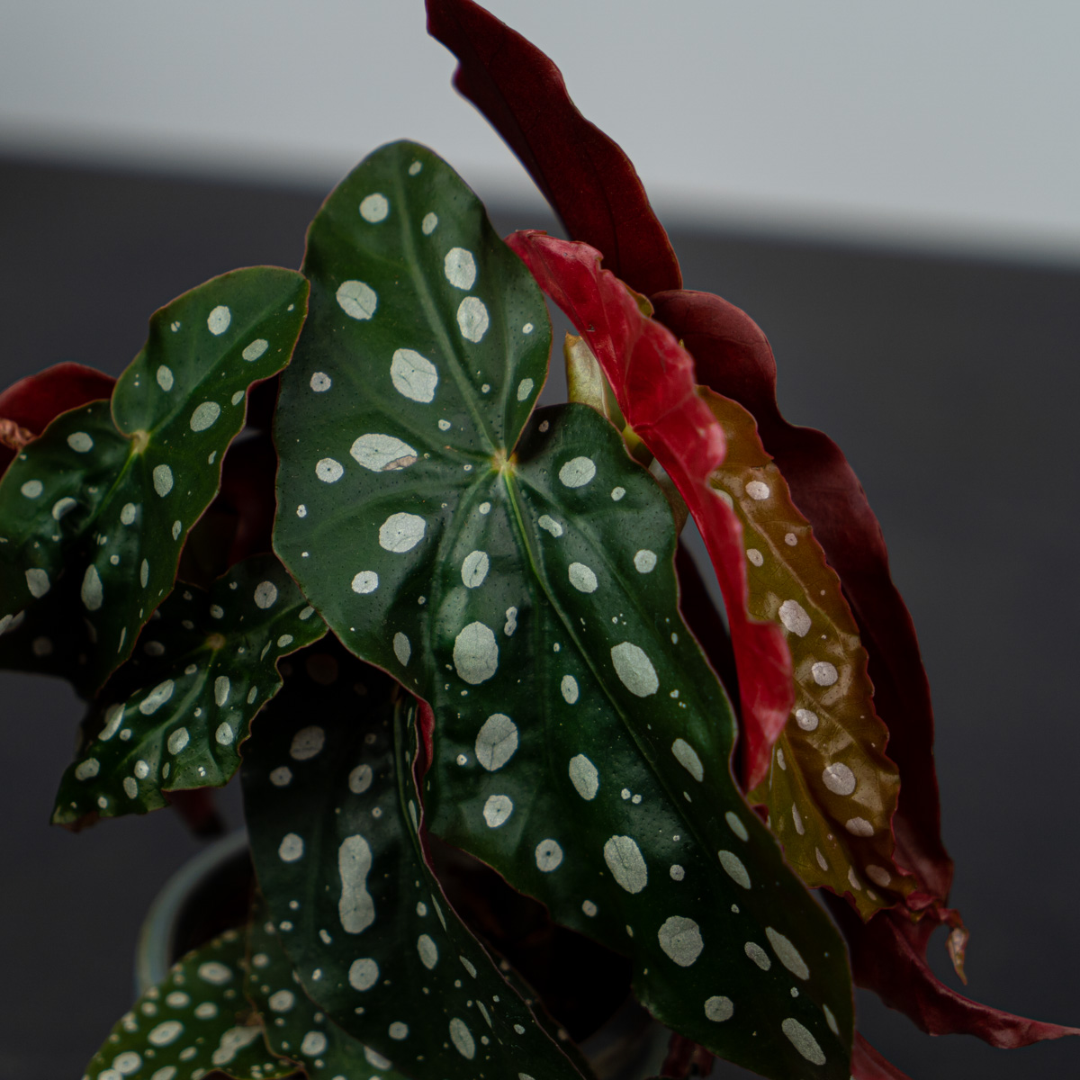 Begonia Maculata Seed Pods / The begonia maculata plant bloom from ...
